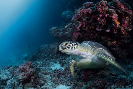 diving turtle at cheval blanc randheli hotel maldives
