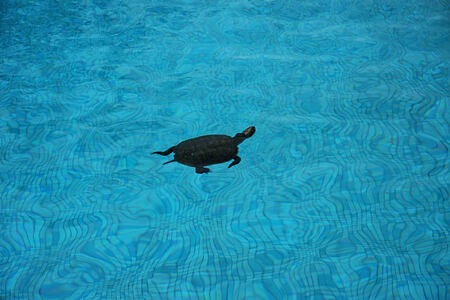 turtle at la roseraie hotel morocco