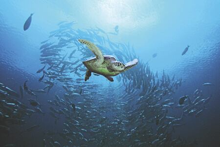 diving turtle at Four Seasons Landaa Giraavaru hotel maldives