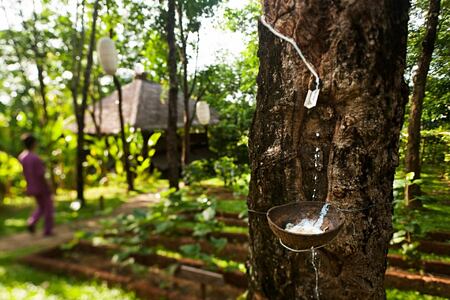 rubber tree at six senses yao noi resort phuket thailand