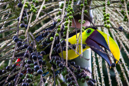 black mandibled toucan at tortuga lodge costa rica