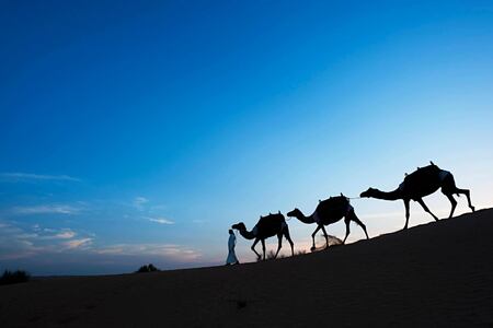 camel trekking at al maya desert resort dubai