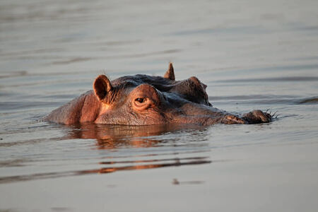 hippo in the river at tongabezi hotel zambia