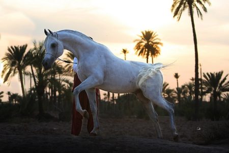 horse riding Selman hotel
