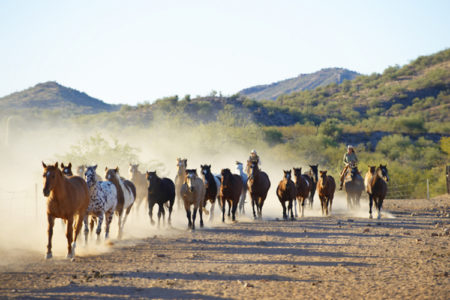 horses in the morning at Rancho de los Caballeros