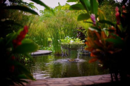 ornamental pond at arenal nayara hotel costa rica
