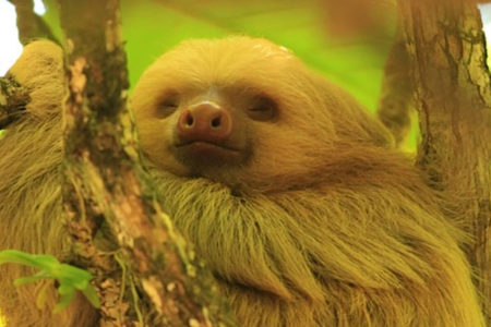 sloth at tortuga lodge costa rica