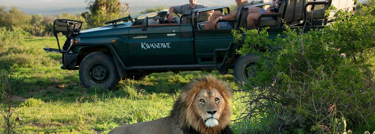 Lion sitting in front of Game Viewer at Kwandwe South Africa