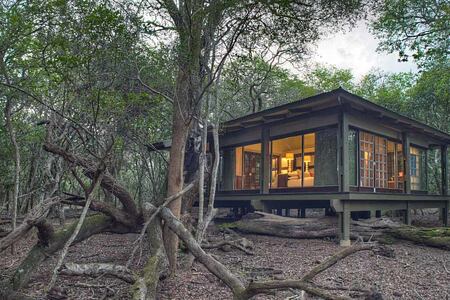Forest Room at Phinda South Africa