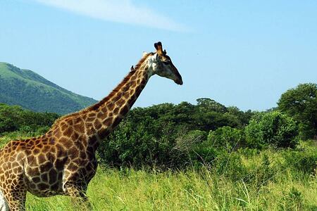 Kruger National Park South Africa