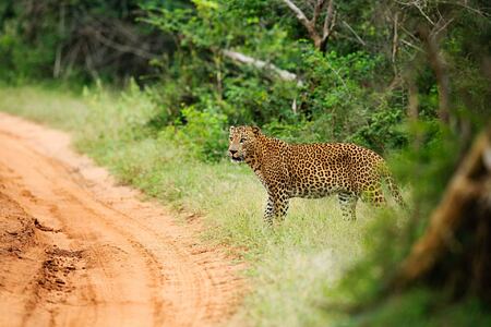 Leopard near Chena Huts Sri Lanka