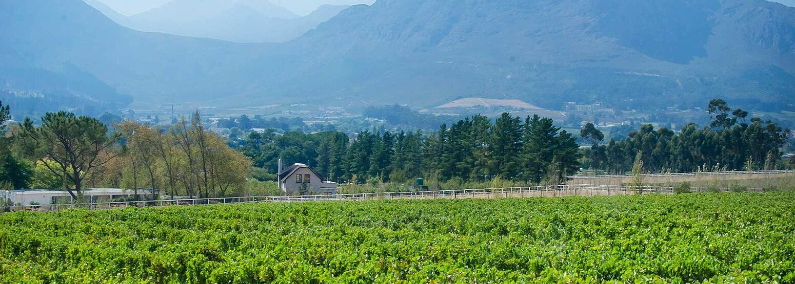 Vineyards at Mont Rochelle Franschhoek South Africa