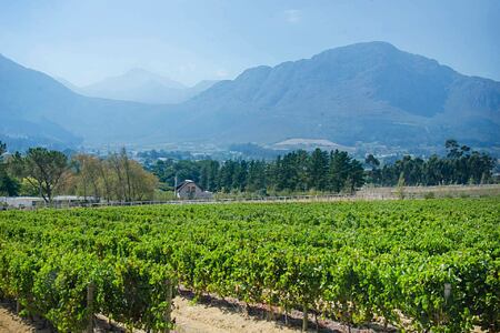 Vineyards at Mont Rochelle Franschhoek South Africa