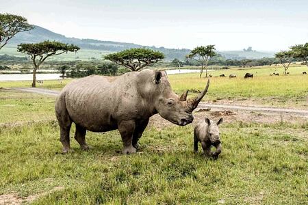 Rhino at Karkloof Safari Spa KZN South Africa