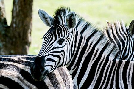 Up close to zebra at Karkloof Safari Spa KZN South Africa