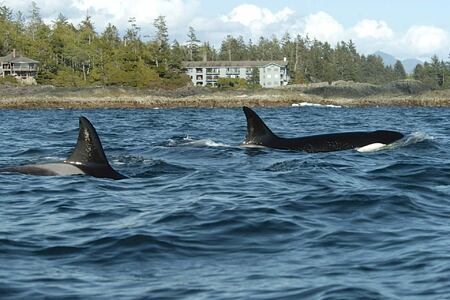 Orcas at the Wick at Wickaninnish Inn Canada