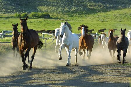 Running Horses at Sundance Guest Ranch Canada