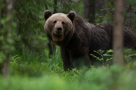 Grizzly Bear in forest