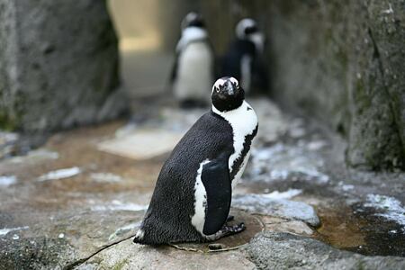 vancouver-aquarium-penguin