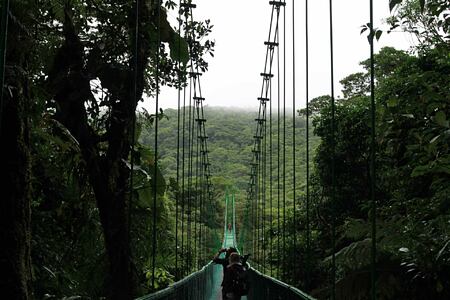 Costa Rica Forest