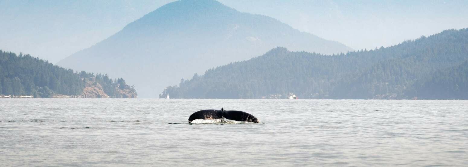 Vancouver whale watching